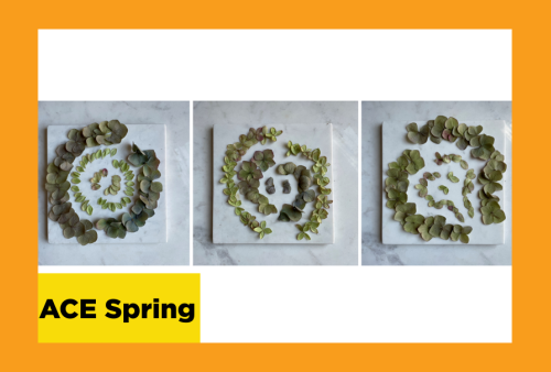 a triptych of arrangements of eucalyptus leaves in different spiral configurations